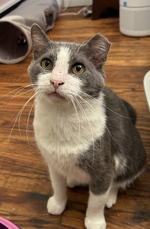 SILAS, WILLOW GROVE AREA (FCID 04/03/25-400) C, SN - Domestic Short Hair available for adoption