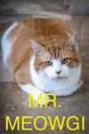 adoptable Cat in Marcus Hook, PA named Mr. Meowgi (FCID# 10/07/24-137 Trainer) C