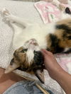 adoptable Cat in  named Solita (FCID# 03/25/2025 - 7) KD