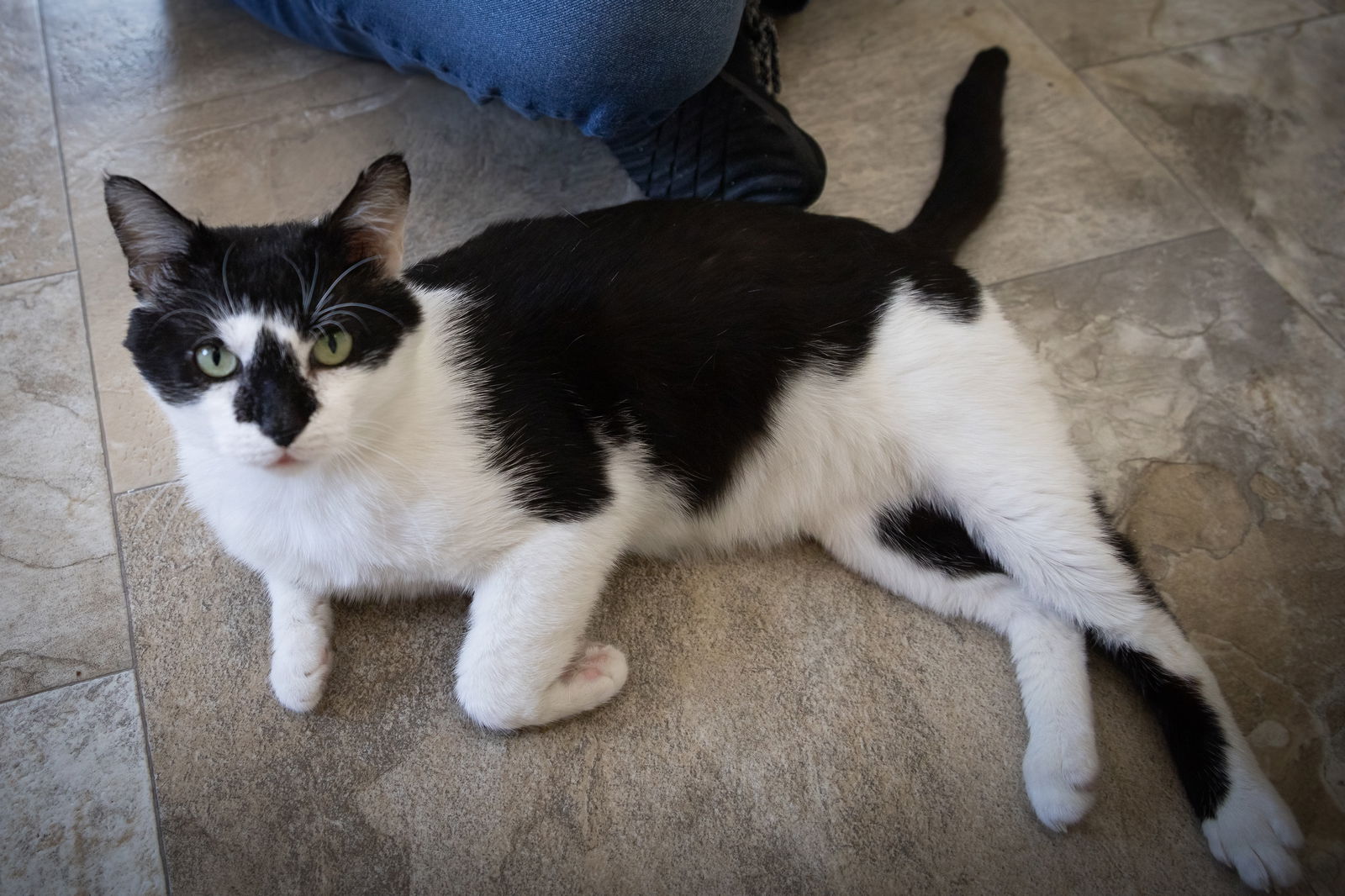 adoptable Cat in Middletown, DE named Snoopy (FCID# 03/31/2025 - 24 Middletown PS) C
