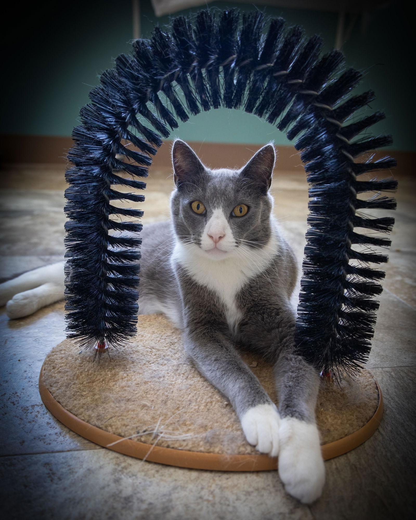 adoptable Cat in Middletown, DE named Braveheart (FCID# 03/31/2025 - 8 Middletown PS) C