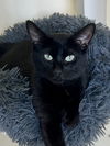 adoptable Cat in Marcus Hook, PA named Nori (FCID# 03/31/2025 - 39 Middletown PS)