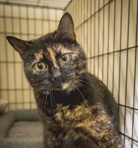 adoptable Cat in Brookhaven, PA named Bellini (FCID# 04/03/2025 - 19) C