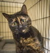 adoptable Cat in  named Bellini (FCID# 04/03/2025 - 19) C