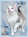 adoptable Cat in Willow Grove, PA named Lila, Willow Grove, PA (FCID# 03/28/2025-168)