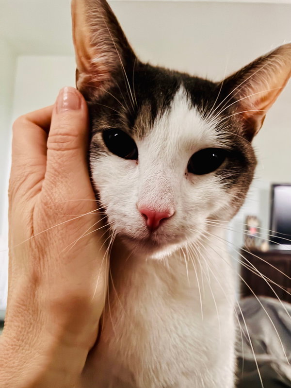 Max, Willow Grove Area, (FCID 03/25/2025-137)