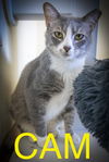 adoptable Cat in  named Camembert (FCID# 03/03/2025 - 62 Trainer)