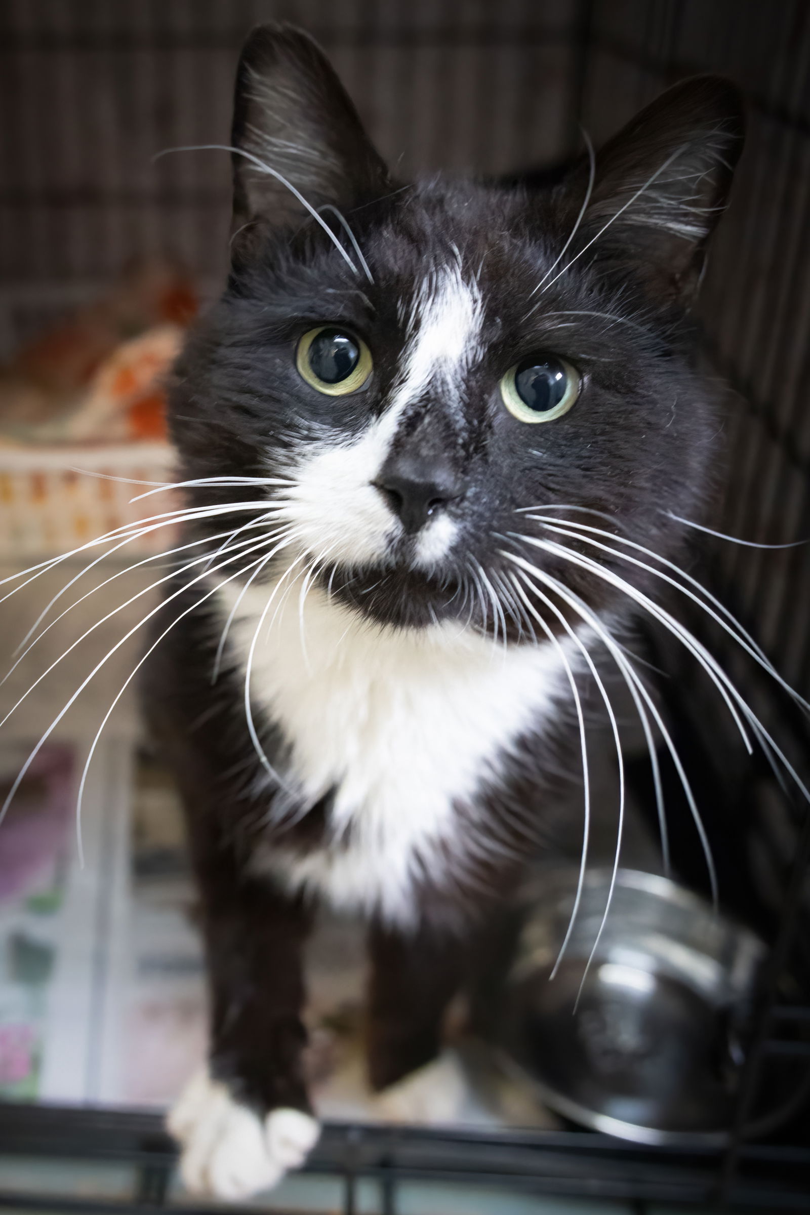 adoptable Cat in Wilmington, DE named Buster (FCID# 04/07/2025 - 3)