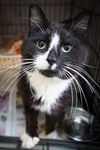 adoptable Cat in  named Buster (FCID# 04/07/2025 - 3)