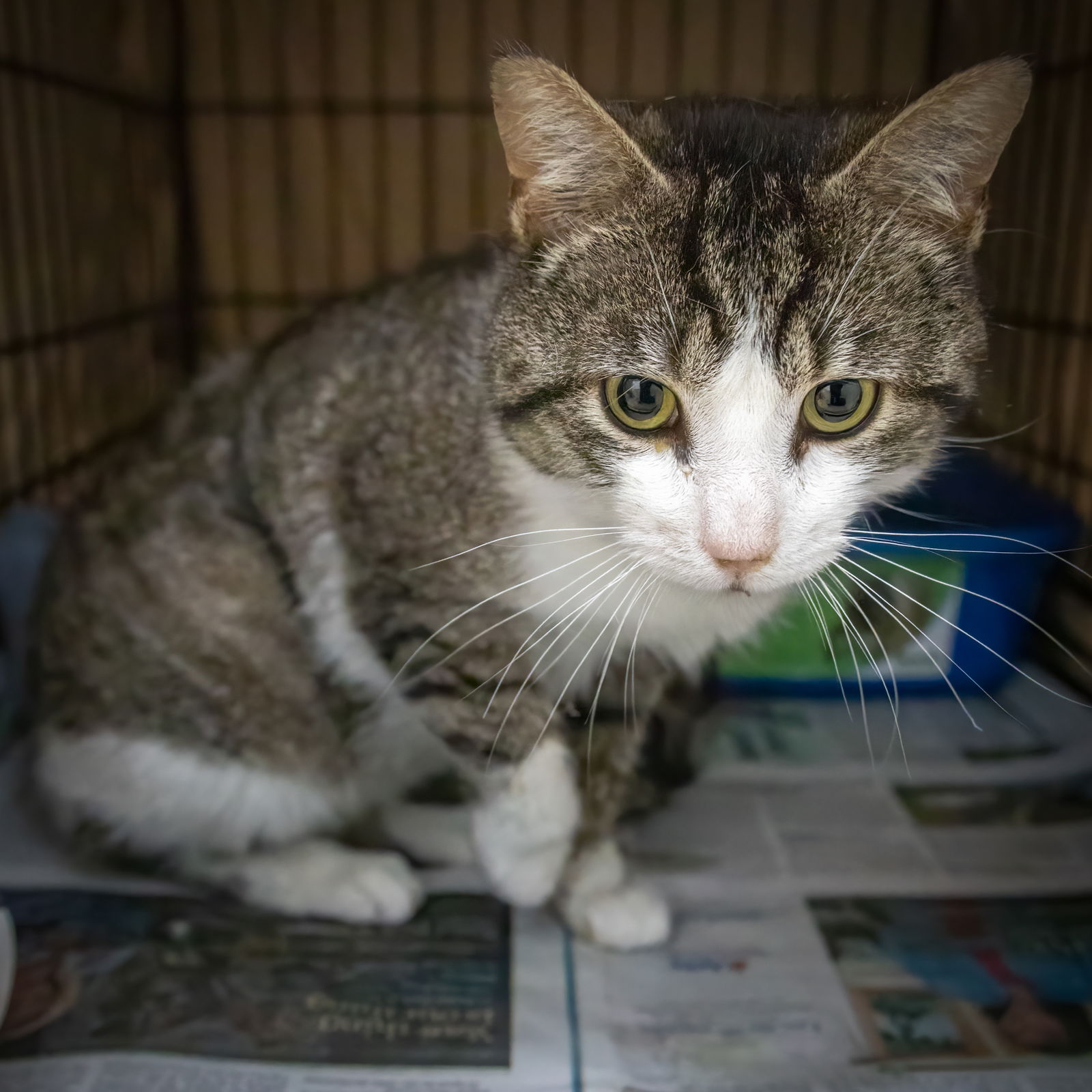 adoptable Cat in Marcus Hook, PA named Timothy (FCID# 04/07/2025 - 4 Trainer)