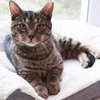 Dusty (FCID# 04/09/2025 - 541) - Photo 4