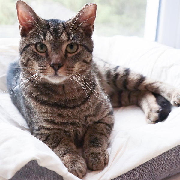 Dusty (FCID# 04/09/2025 - 541)