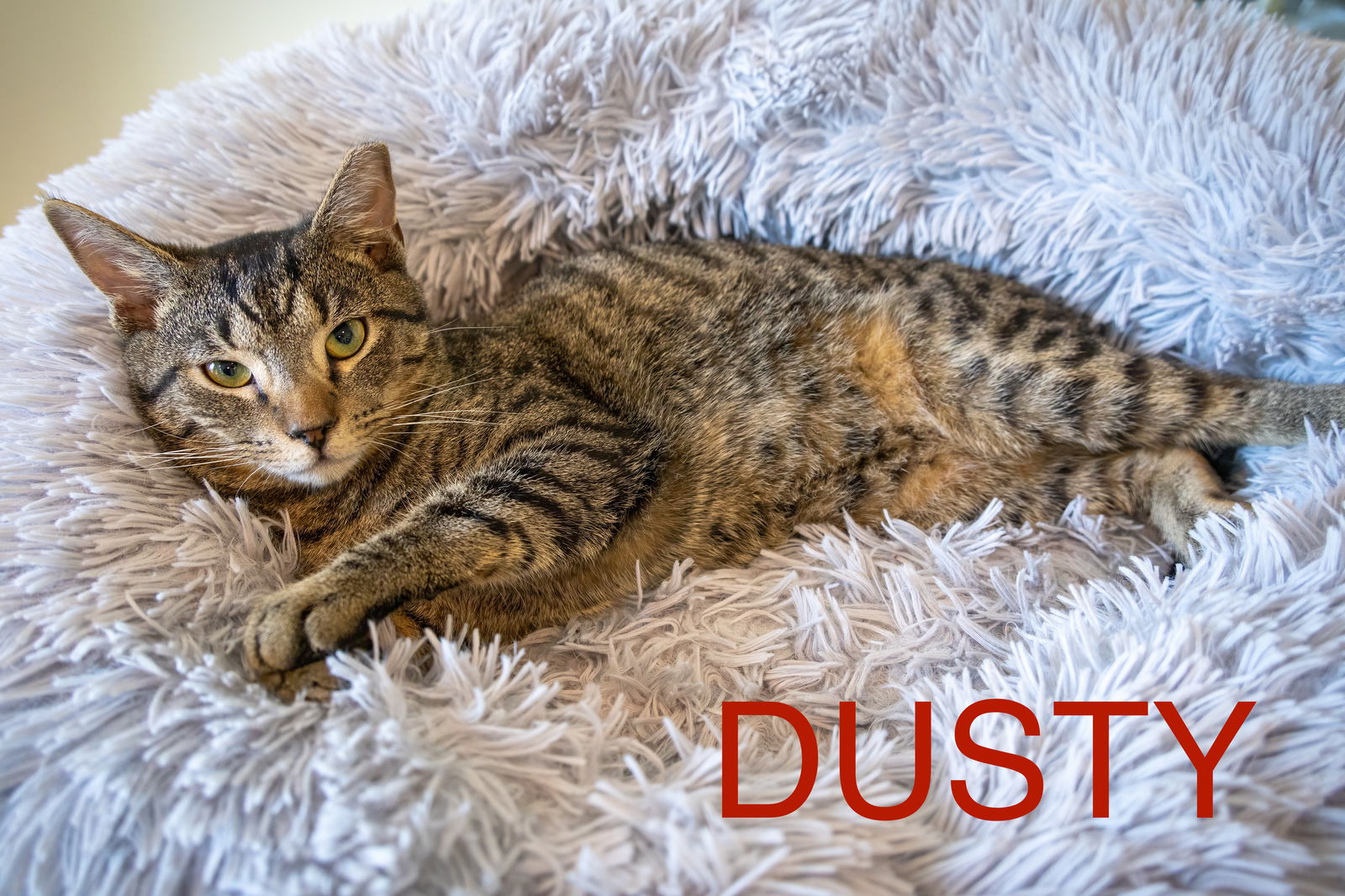 adoptable Cat in Marcus Hook, PA named Dusty (FCID# 04/09/2025 - 541 Trainer)