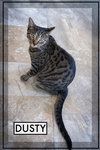 Dusty (FCID# 04/09/2025 - 541) - Photo 2