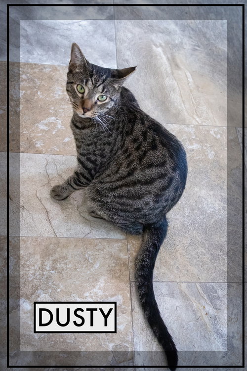 DUSTY (FCID# 04/09/2025 - 541) - Tabby available for adoption
