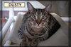 Dusty (FCID# 04/09/2025 - 541) - Photo 1