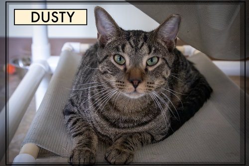 DUSTY (FCID# 04/09/2025 - 541) - Tabby available for adoption