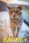 adoptable Cat in Marcus Hook, PA named Barney (FCID# 04/17/2025 - 55 Trainer)