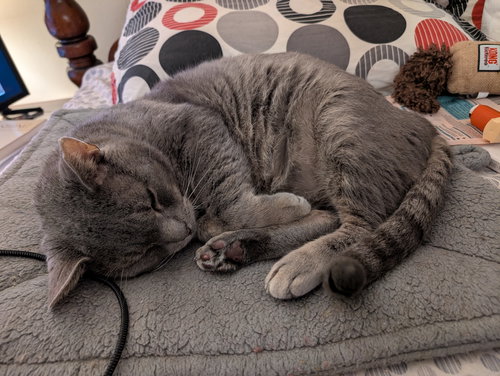 BRIMLEY (FCID# 04/17/25-55) C,SN FOOD - Tabby available for adoption