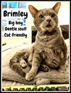 Brimley (FCID# 04/17/25-55) C,SN food - Photo 1
