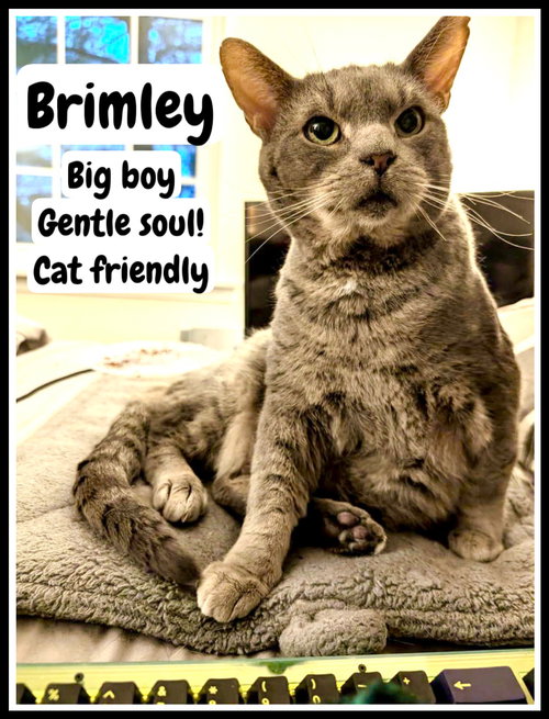 BRIMLEY (FCID# 04/17/25-55) C,SN FOOD - Tabby available for adoption