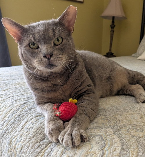 BRIMLEY (FCID# 04/17/25-55) C,SN FOOD - Tabby available for adoption