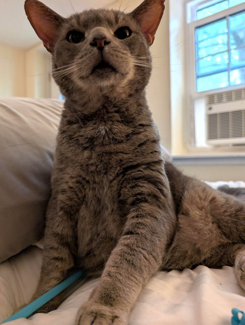 BRIMLEY (FCID# 04/17/25-55) C,SN FOOD - Tabby available for adoption