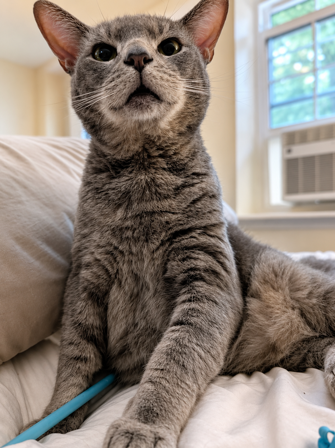 Brimley (FCID# 04/17/25-55) C,SN food, cat