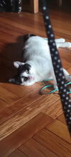 adoptable Cat in Willow Grove, PA named Lilo, Willow Grove Area, (FCID 04/03/2025-136)