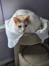 Tucker (FCID# 04/15/2025 - 9) SN diabetic - Photo 3