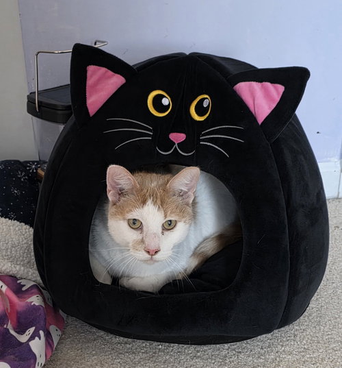 TUCKER (FCID# 04/15/2025 - 9) SN DIABETIC - Domestic Short Hair available for adoption