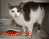 adoptable Cat in Marcus Hook, PA named Princess (FCID# 04/14/2025 - 54)