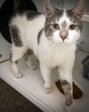 adoptable Cat in  named Archie (FCID# 04/14/2025 - 43 Brookhaven PS)
