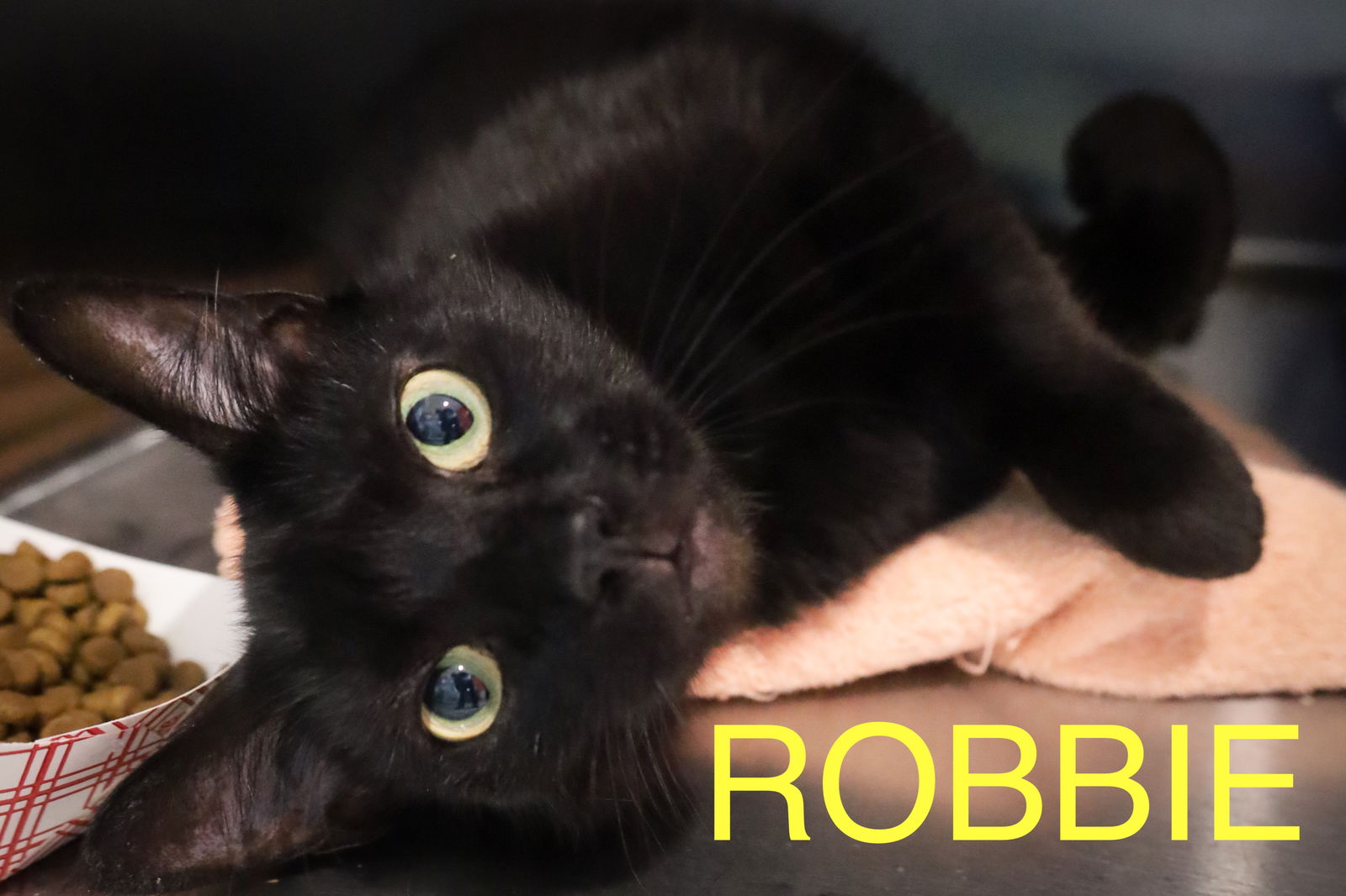 adoptable Cat in Middletown, DE named Robbie (FCID# 04/10/2025 - 16 Middletown PS