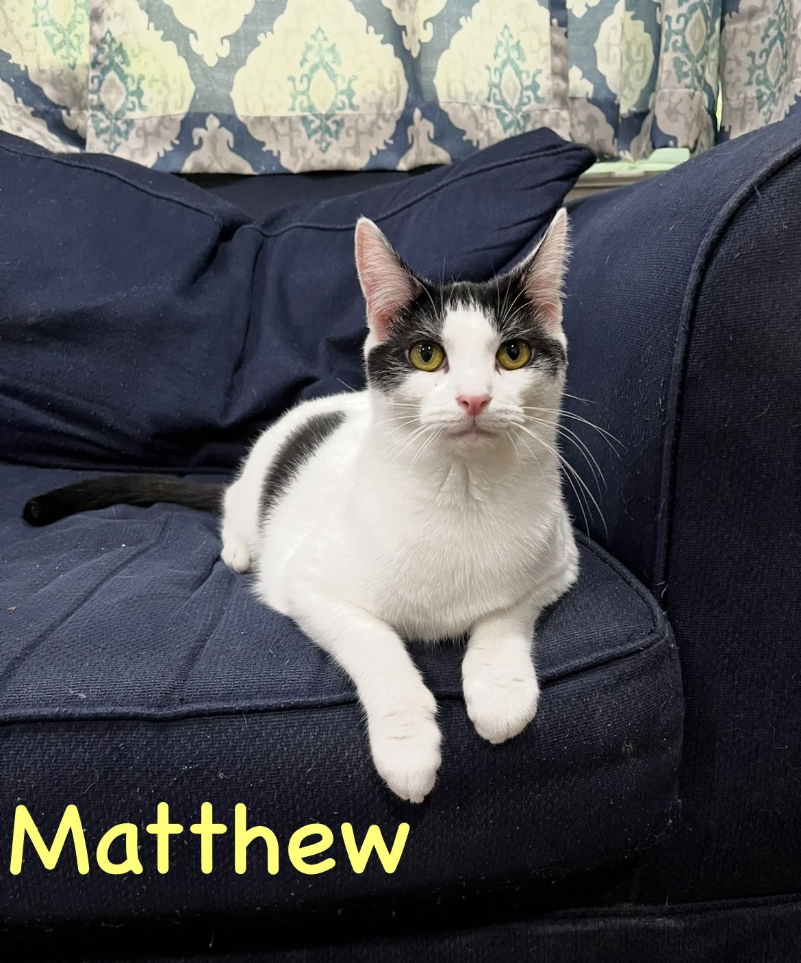 adoptable Cat in Willow Grove, PA named Matthew w/Mickey, Willow Grove (FCID 11/10/22-3)