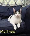 adoptable Cat in Willow Grove, PA named Matthew w/Mickey, Willow Grove (FCID 11/10/22-3)
