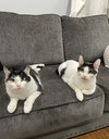 Matthew w/Mickey, Willow Grove (FCID 11/10/22-3) - Photo 4