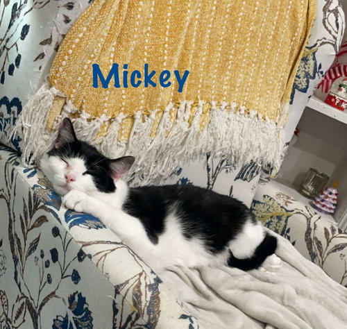 MICKEY W/MATTHEW WILLOW GROVE (FCID 11/07/2022-46) - Domestic Short Hair available for adoption