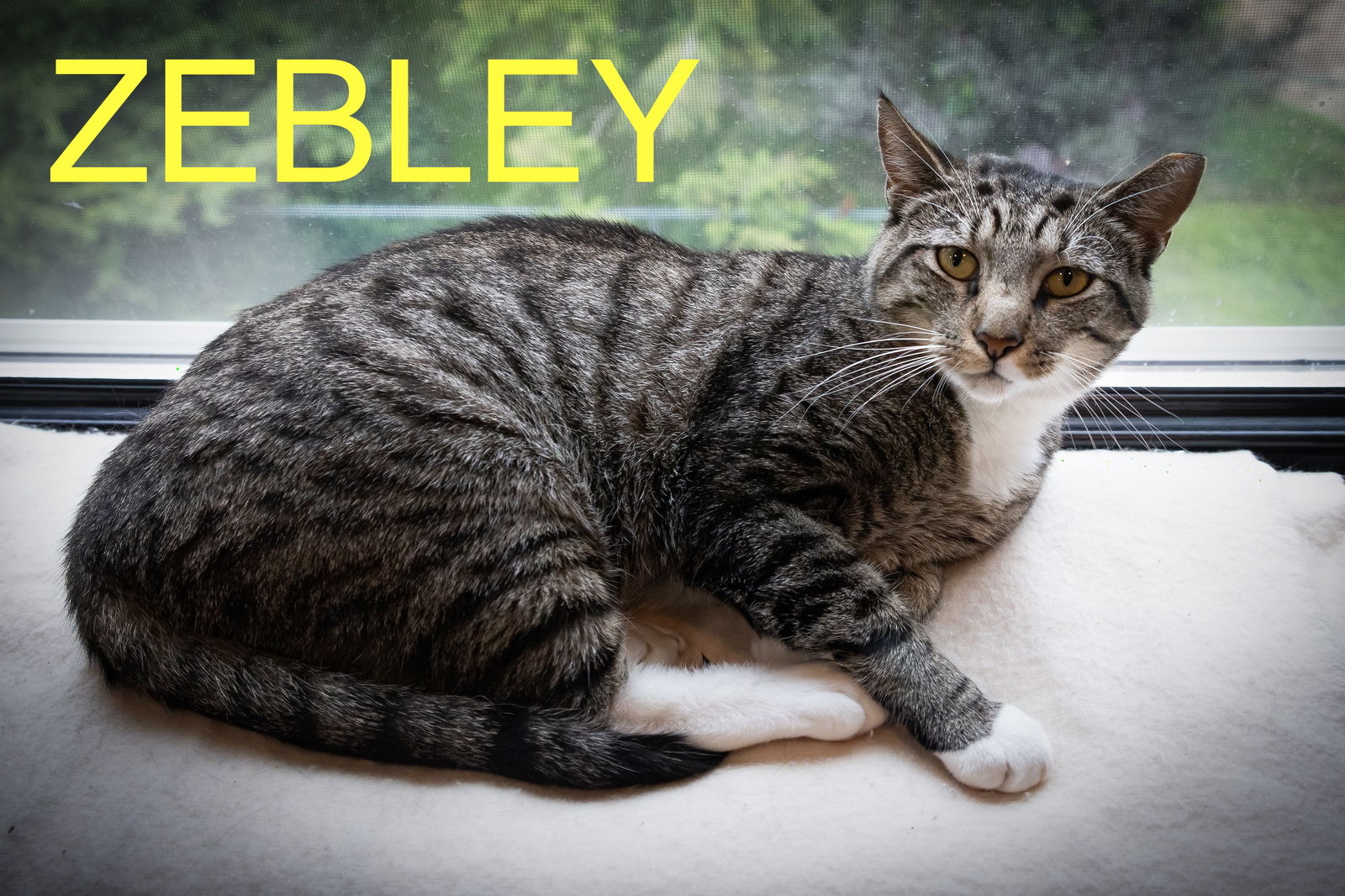 adoptable Cat in Marcus Hook, PA named Zebley (FCID# 04/17/2025 - 34 Trainer)