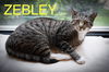 adoptable Cat in  named Zebley (FCID# 04/17/2025 - 34 Trainer)