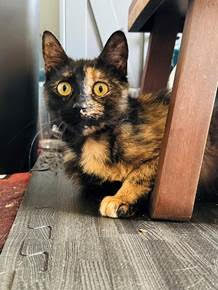 adoptable Cat in Wilmington, DE named Tawny (FCID# 04/21/2025 - 57 Brandywine PS)