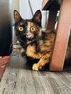 adoptable Cat in  named Tawny (FCID# 04/21/2025 - 57 Brandywine PS)