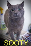 adoptable Cat in Marcus Hook, PA named Sooty (FCID# 04/21/2025 - 32 Trainer)