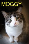 adoptable Cat in Marcus Hook, PA named Moggy (FCID# 04/21/2025 - 34 Trainer) C