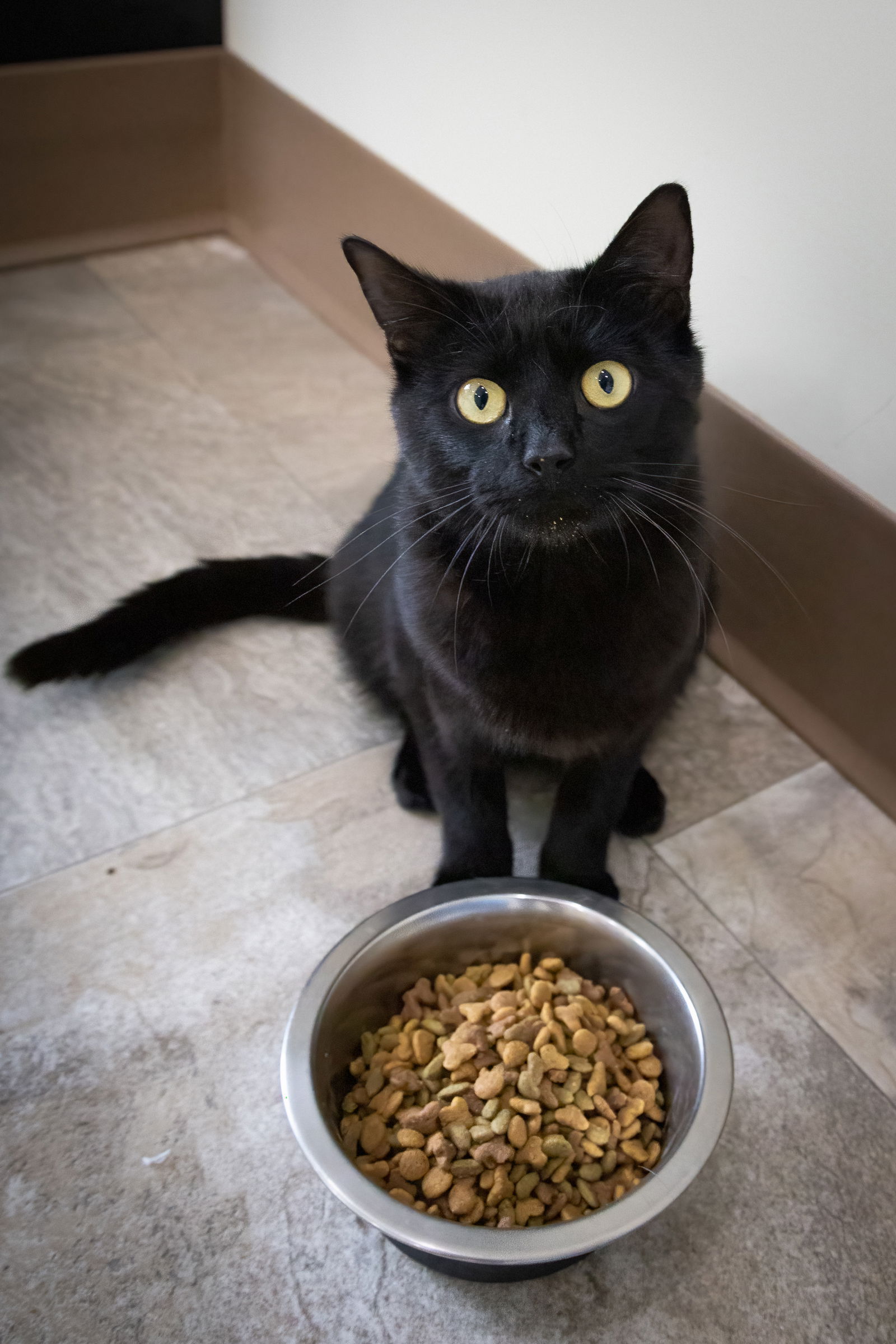 adoptable Cat in Marcus Hook, PA named Frankie (FCID# 04/21/2025 - 5 Brookhaven PS) C