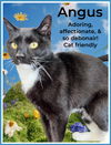 adoptable Cat in  named Angus, Willow Grove, PA (FCID # 04/24/2025 - 401)
