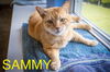 adoptable Cat in Marcus Hook, PA named Sammy (FCID# 04/14/2025 - 29 Trainer)