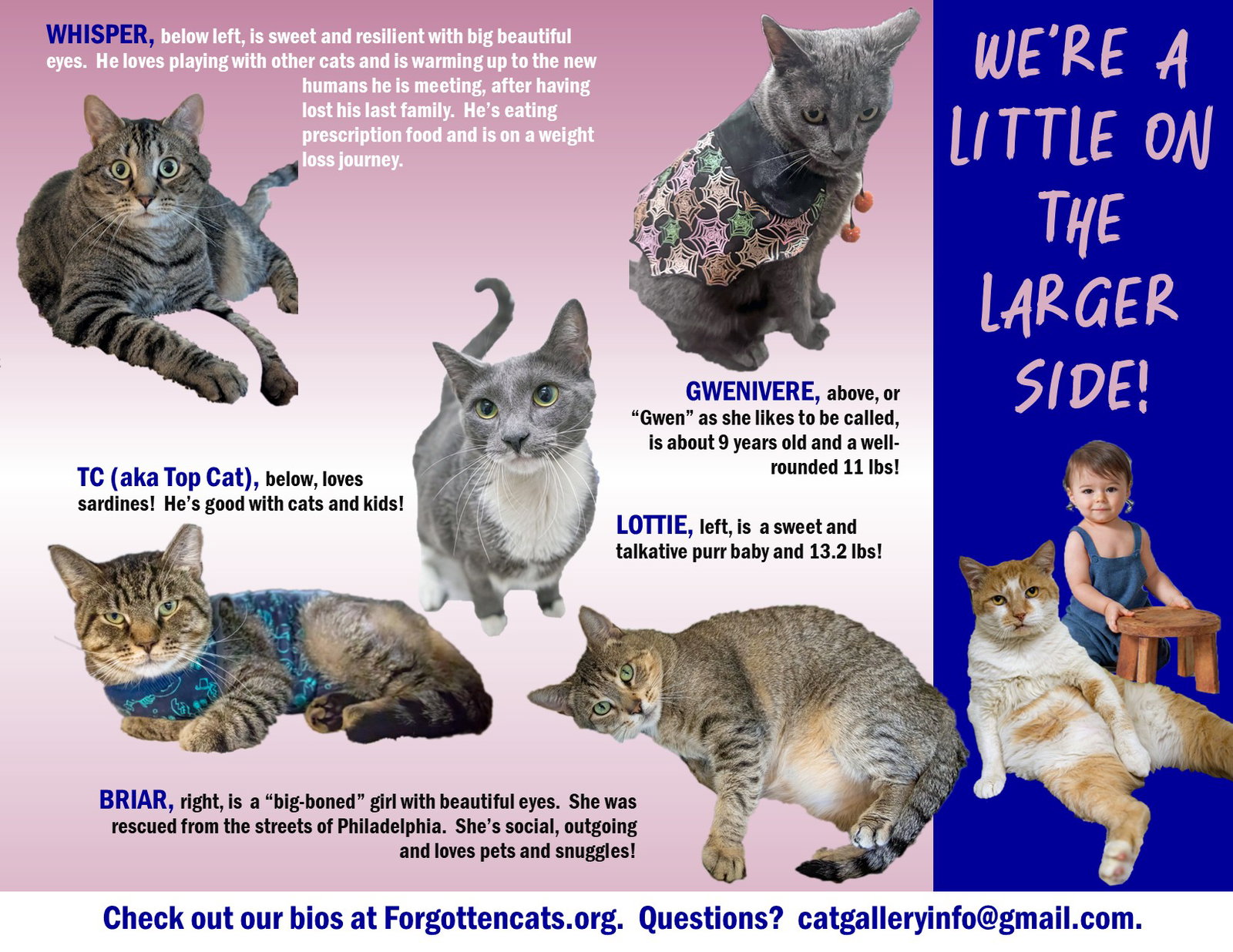 Big Cats, male and female:  11+ pounds