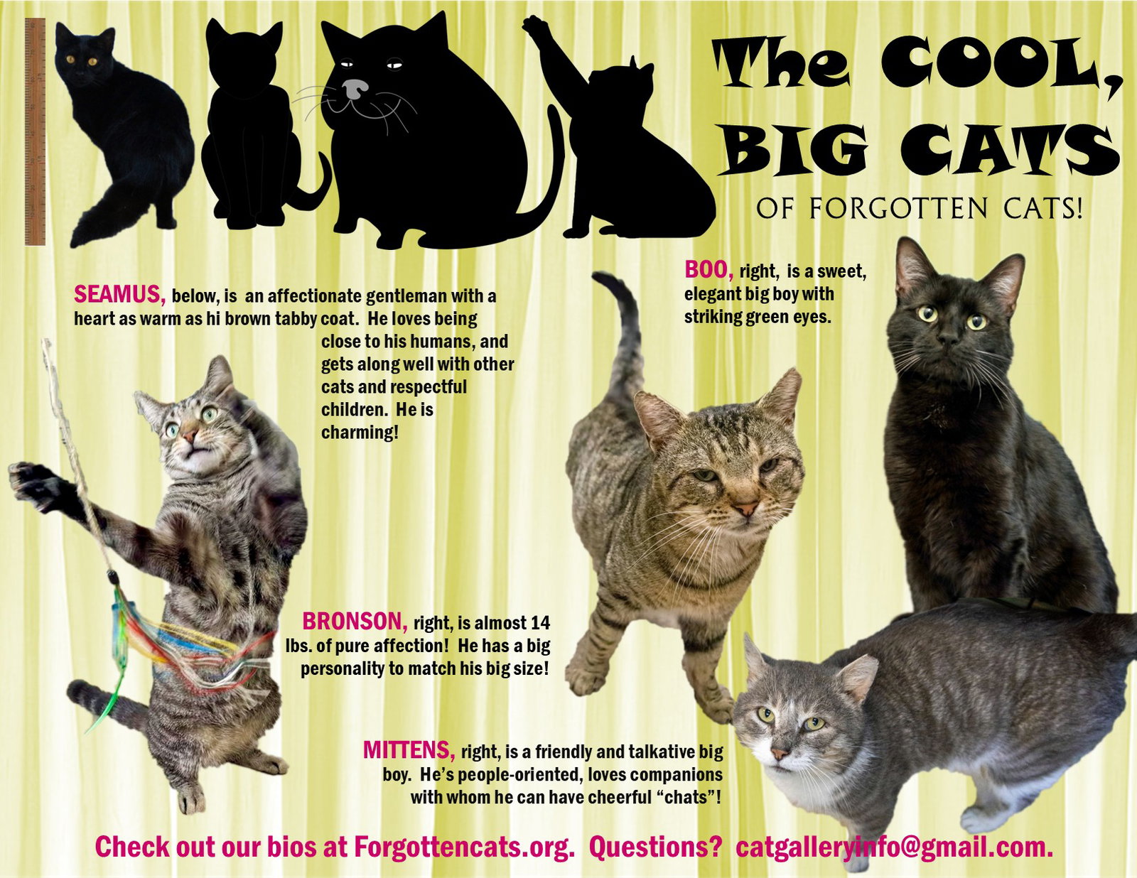 Big Cats:  11+ pounds, Part 3