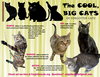Big Cats:  11+ pounds, Part 3 - Photo 1